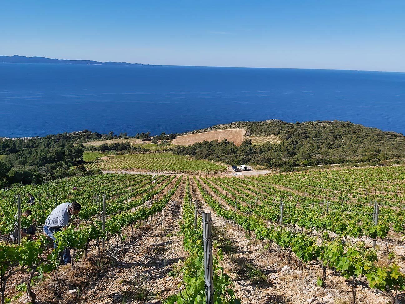 KORTA KATARINA WINERY 3