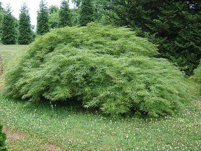 bushes