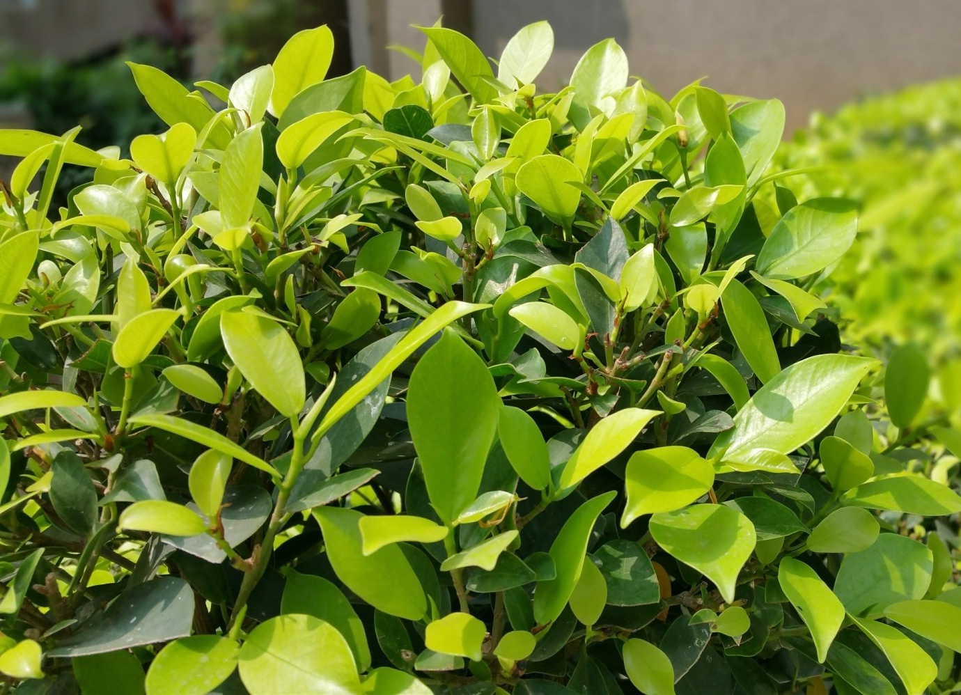plant image