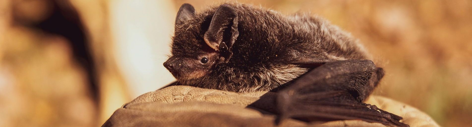 How Bats and Riparian Buffers Work Together