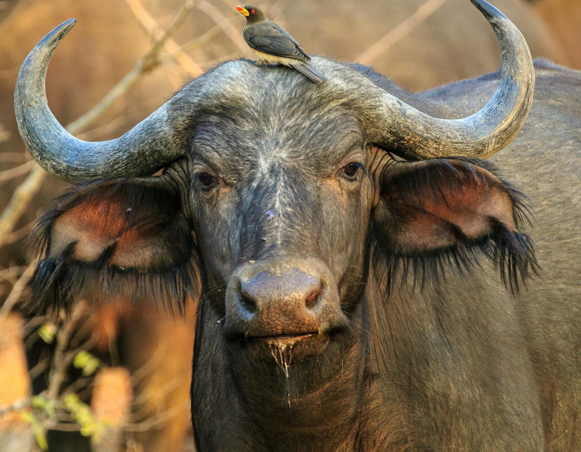South Africa – A Classic Safari and Beyond