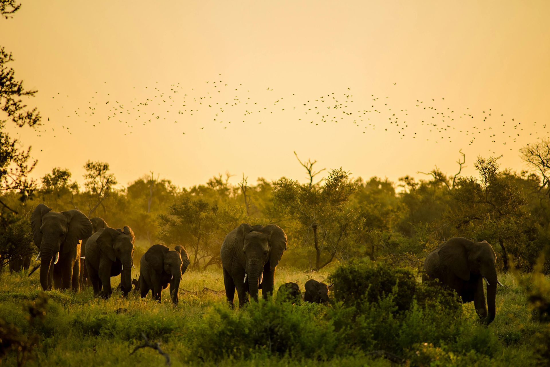South Africa: Safari, Coast and Big-Sky Adventure