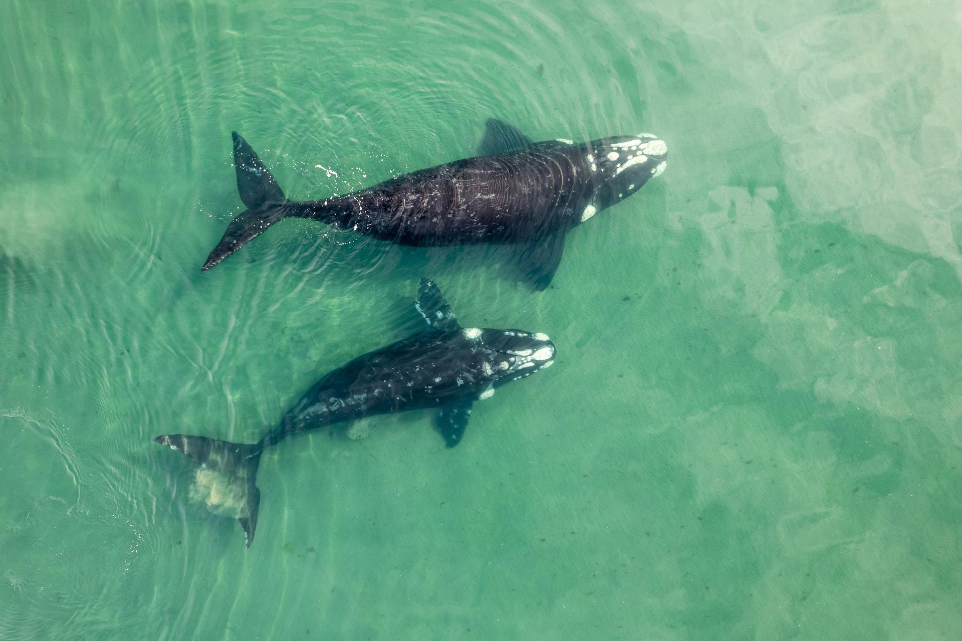 Swim With Whale Sharks in the Maldives — Gentle Giants of the Ocean