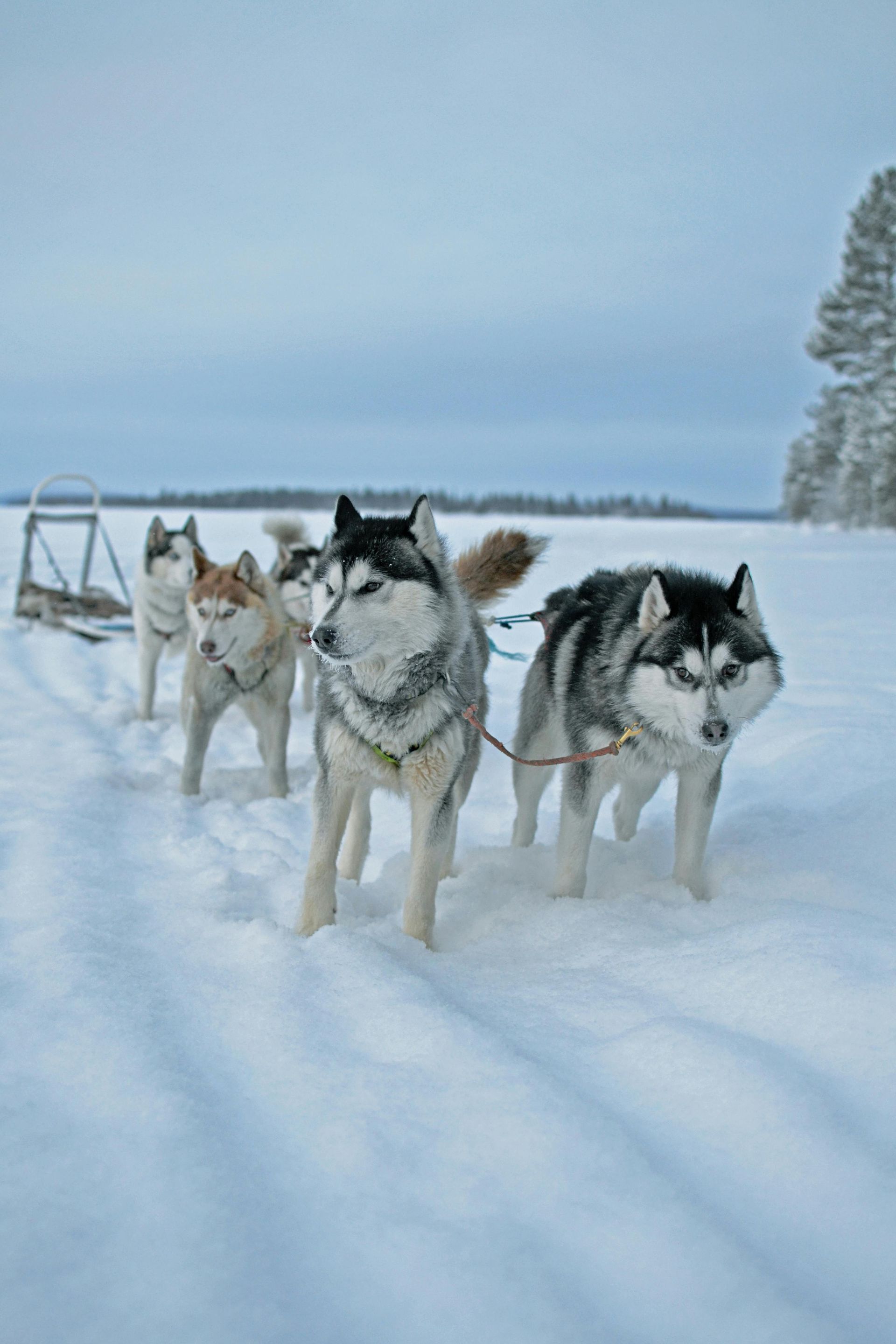 Finland (Lapland) – Cosy Cabins & Arctic Silence
