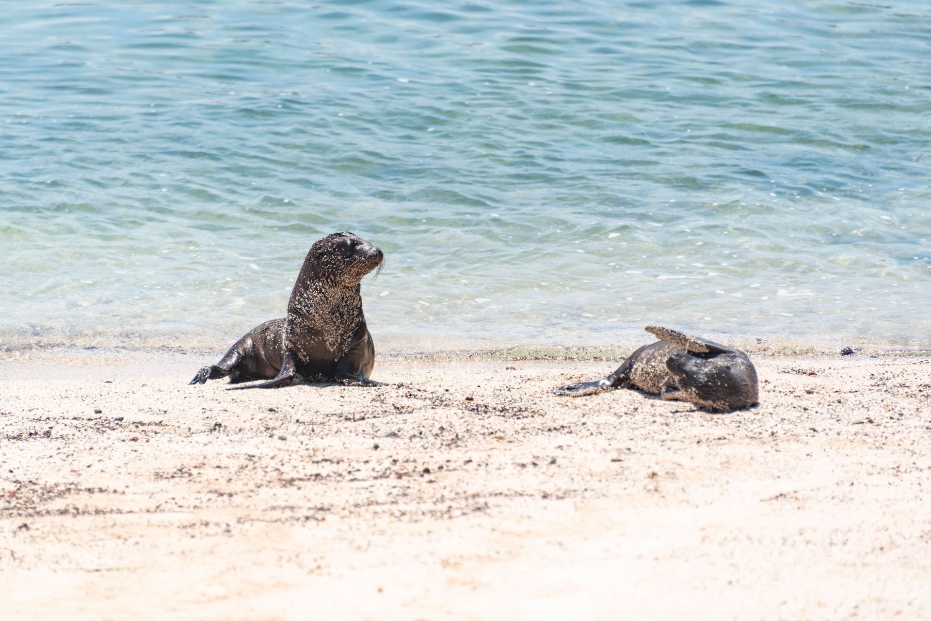 Galápagos Islands