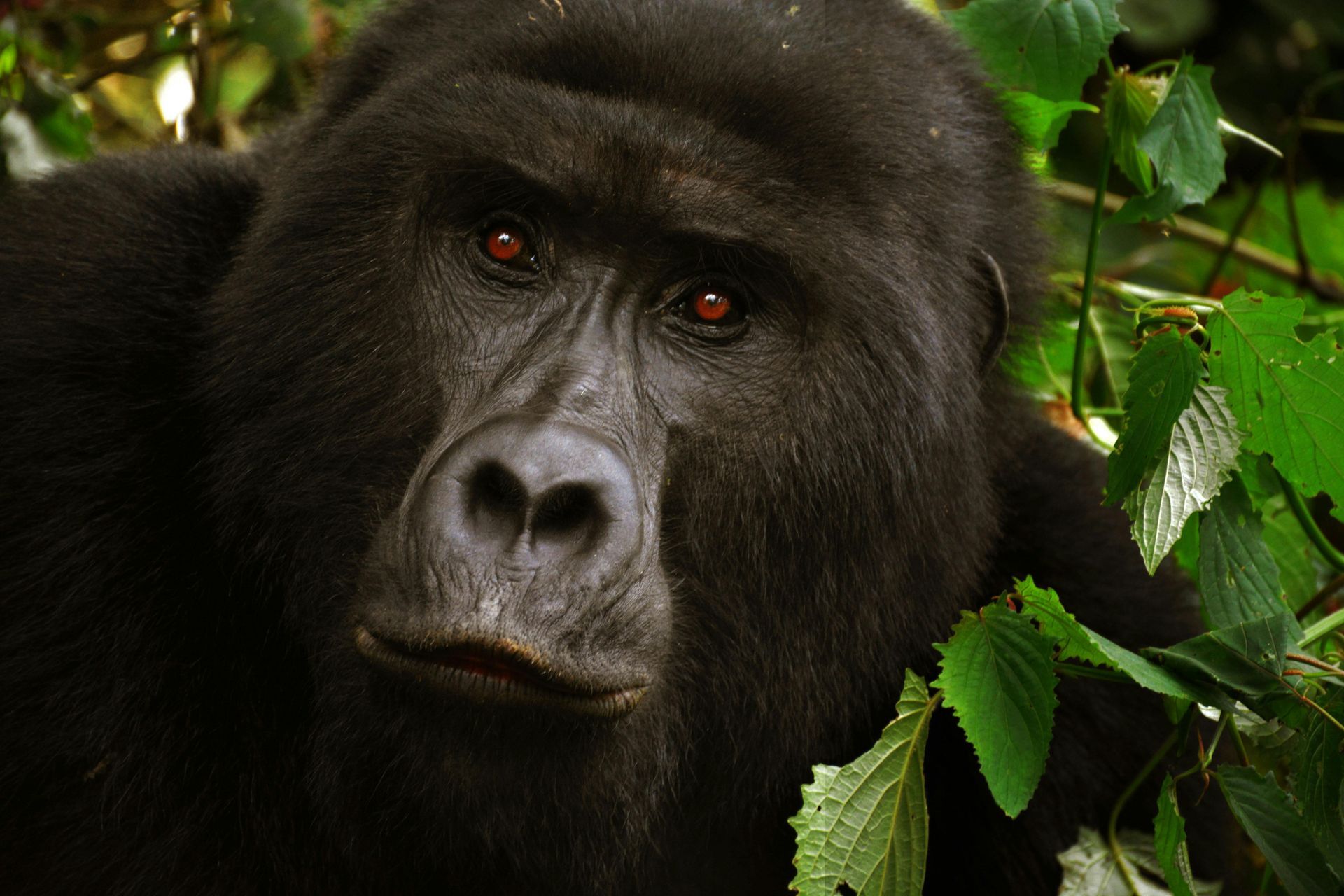 Gorilla Trekking – Rwanda
