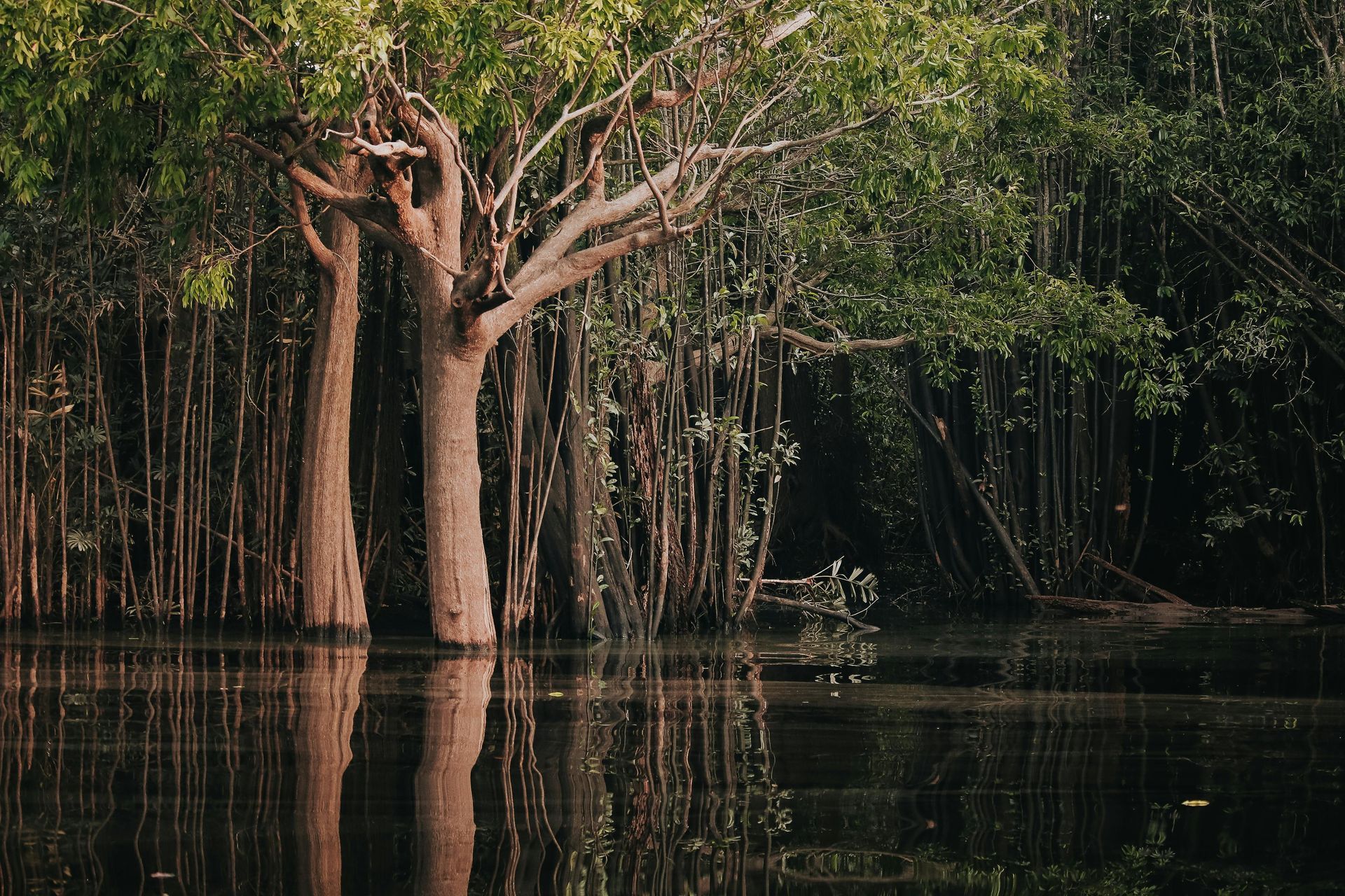 Brazil Amazon Holidays: Best for Scale, River Cruising and Big Brazil Itineraries