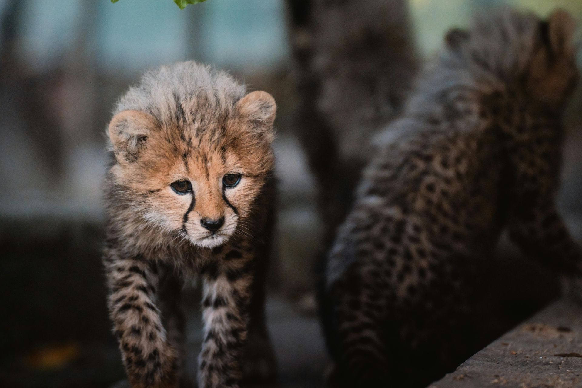 African Safari: Conservation Through Luxury