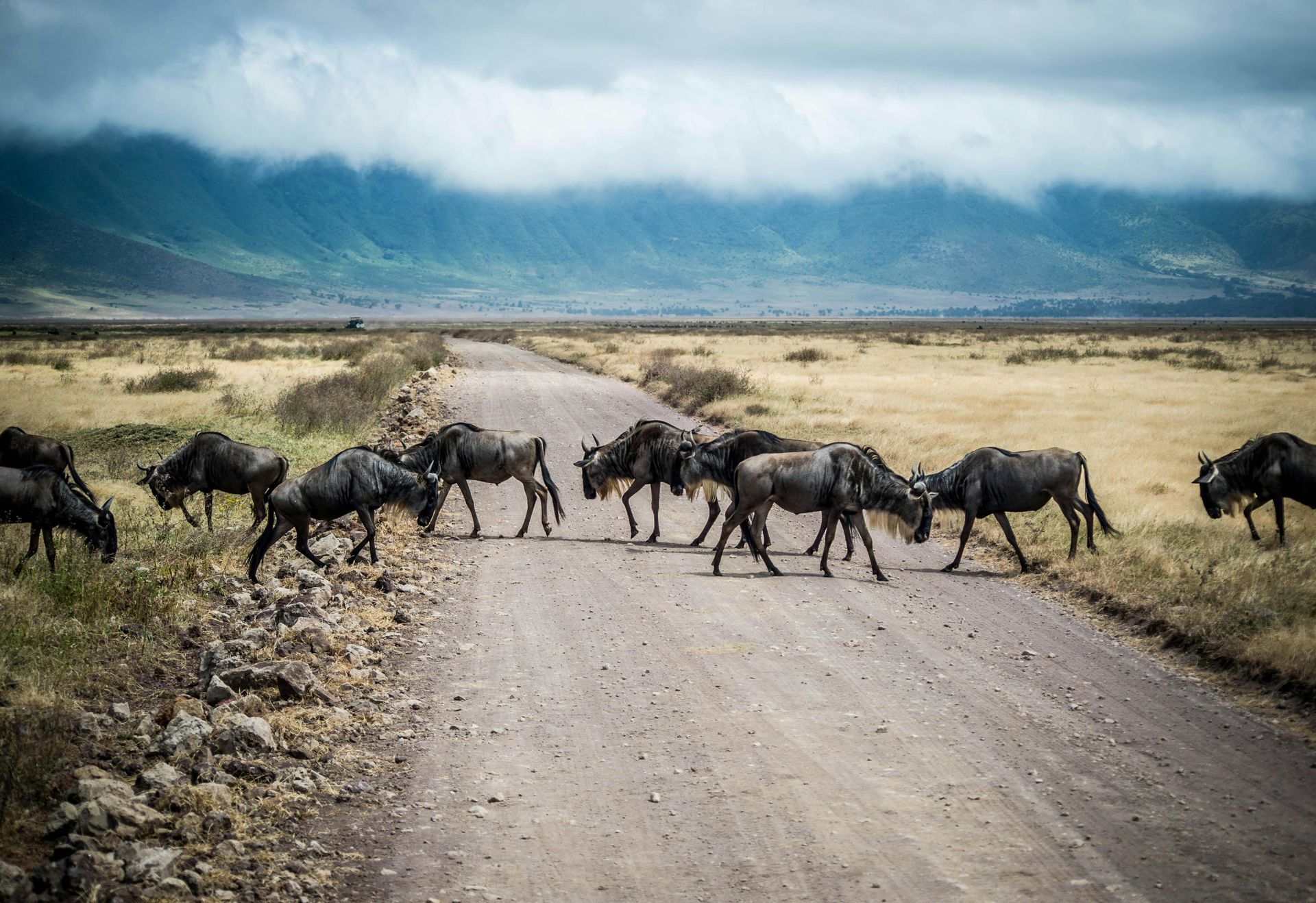Tanzania (Family Safari Evolution)