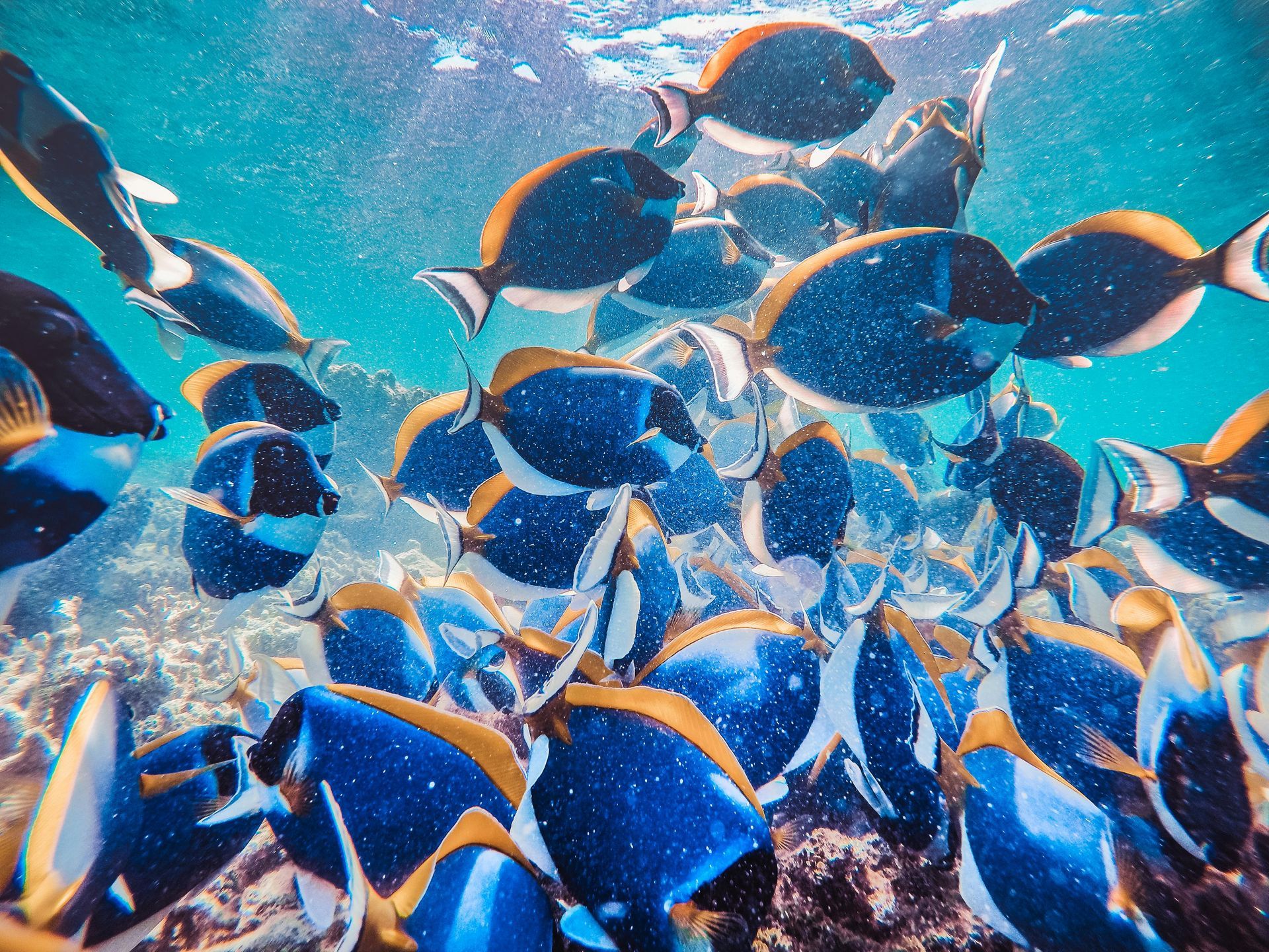 Maldives: The Ultimate Snorkeling Dream