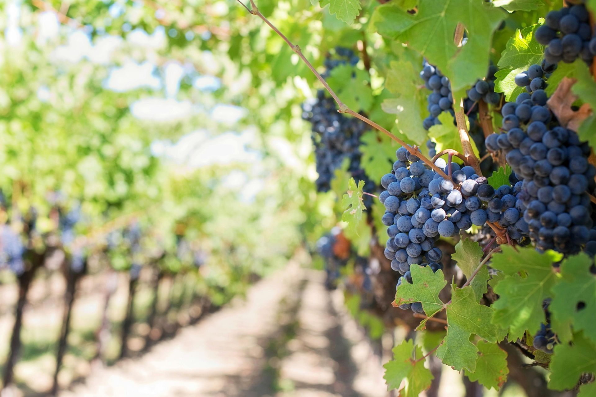 Helicopter Wine Tasting Over Bordeaux or Napa Valley — Luxury from a New Perspective