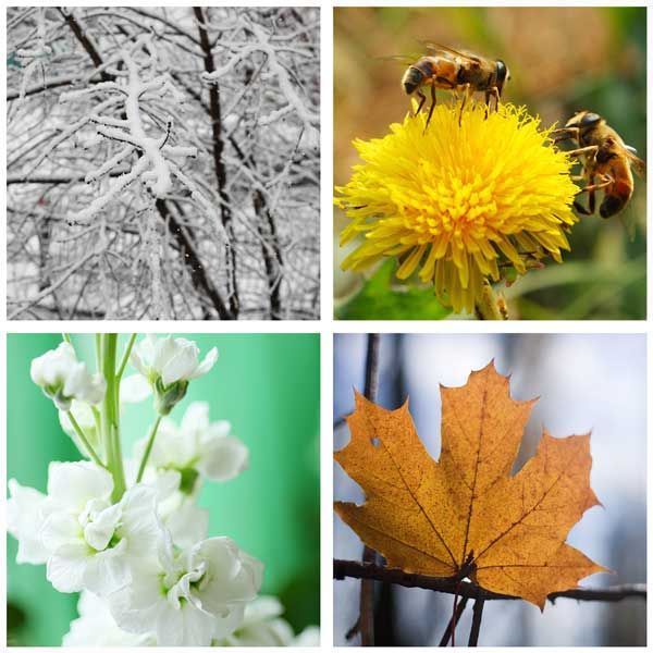 Four seasonal scenes: snowy branches, bees on a yellow flower, white blossoms, and an orange maple leaf