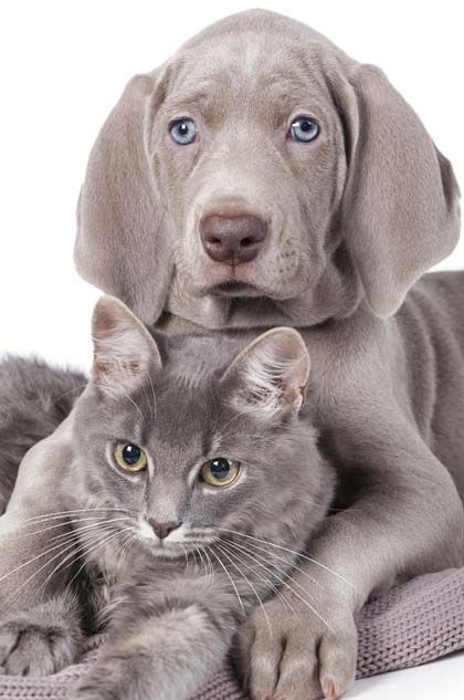 Gray puppy resting behind a gray cat, both looking at the camera.