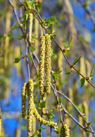 Dangling green catkins on a tree branch against a blue sky
