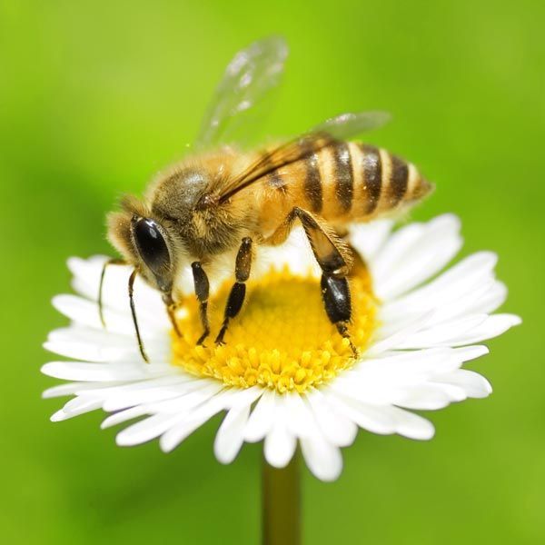 Bee on a white daisy with a yellow center against a green background