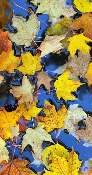 Yellow and brown autumn leaves scattered on a bright blue surface