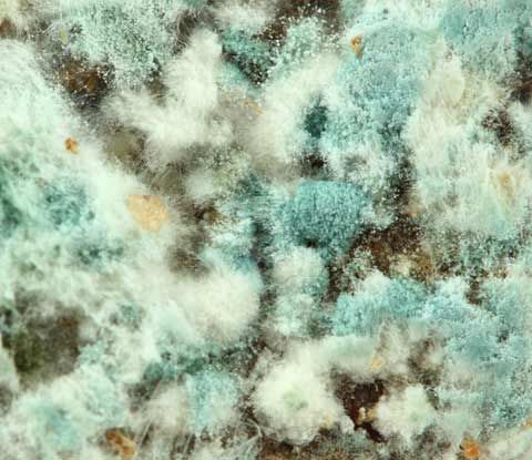 Moldy white, blue, and green fuzzy texture filling the frame