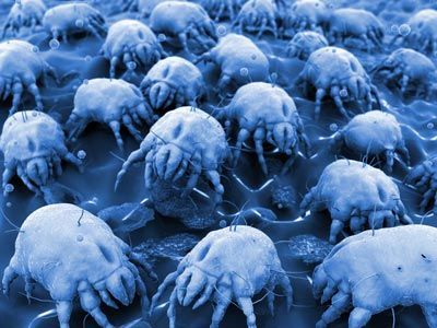 Blue-tinted cluster of dust mites crawling on a surface, shown in close-up