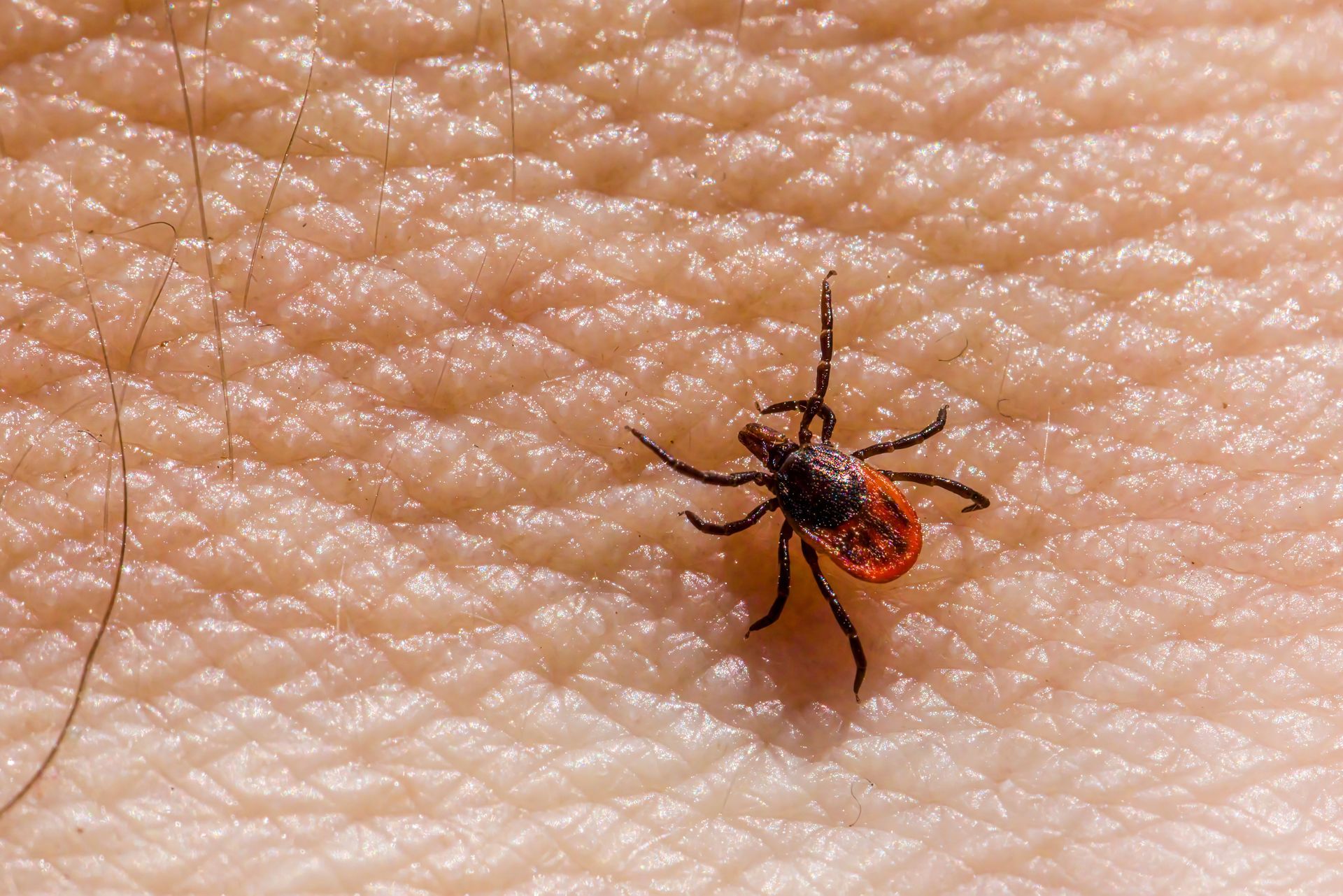Red-and-black tick on human skin
