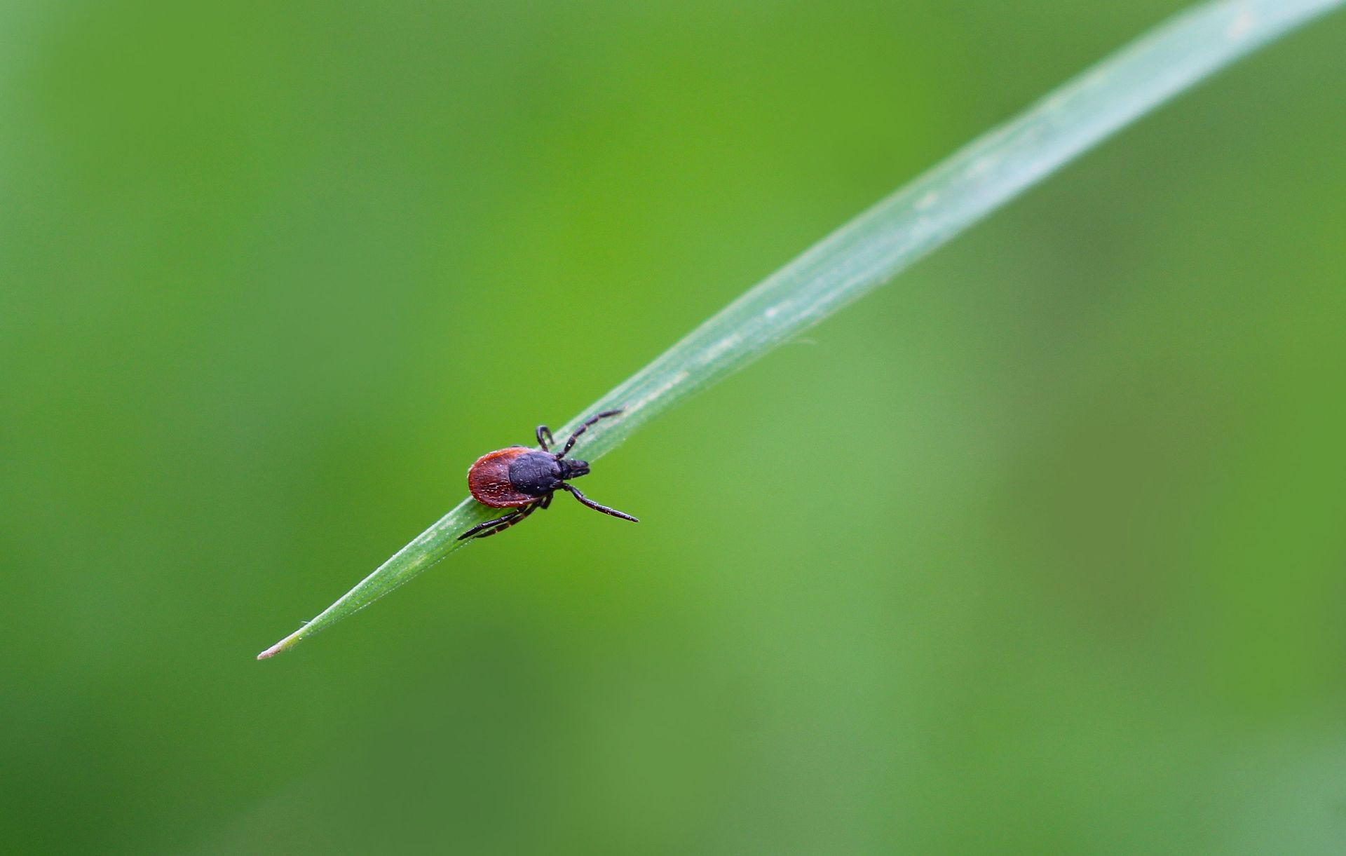Small red insect on a green blade of grass against a blurred green background