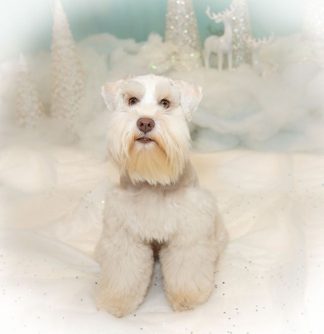 A small white dog is sitting in the snow in front of a christmas scene.