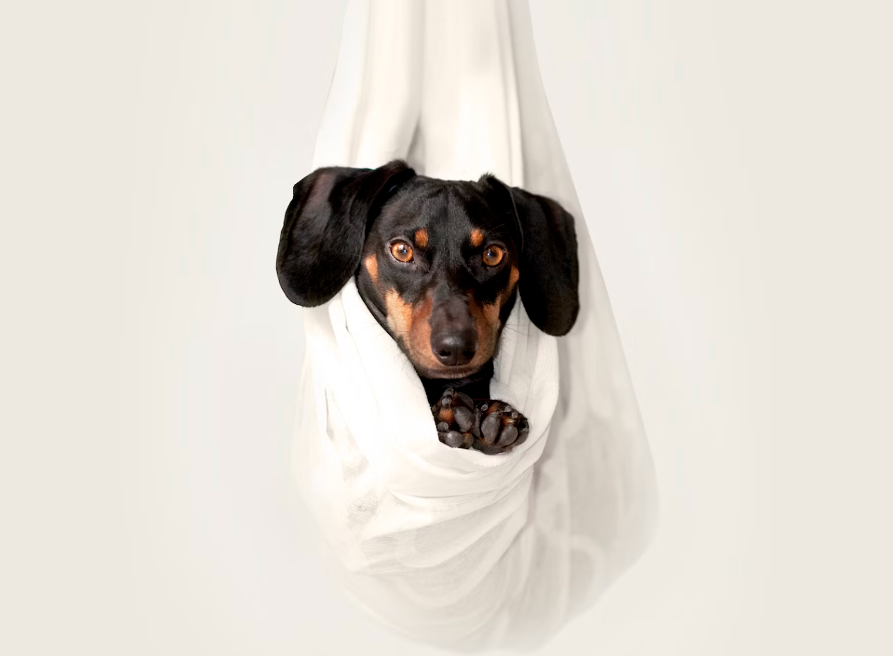 A black and brown dachshund is wrapped in a white cloth.