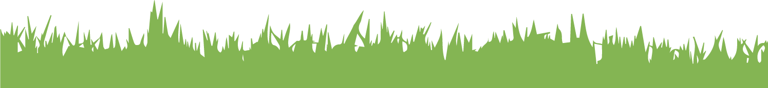 A row of green grass growing on a white background.