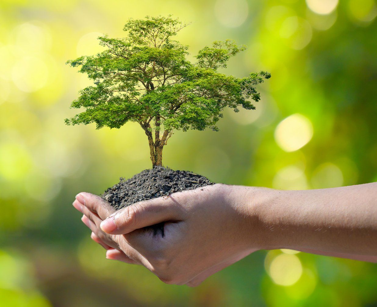 Tree Planting — Columbus, OH — A Woman’s Touch Tree Care