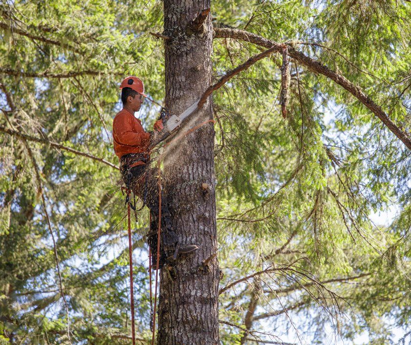 Tree Pruning — Columbus, OH — A Woman’s Touch Tree Care