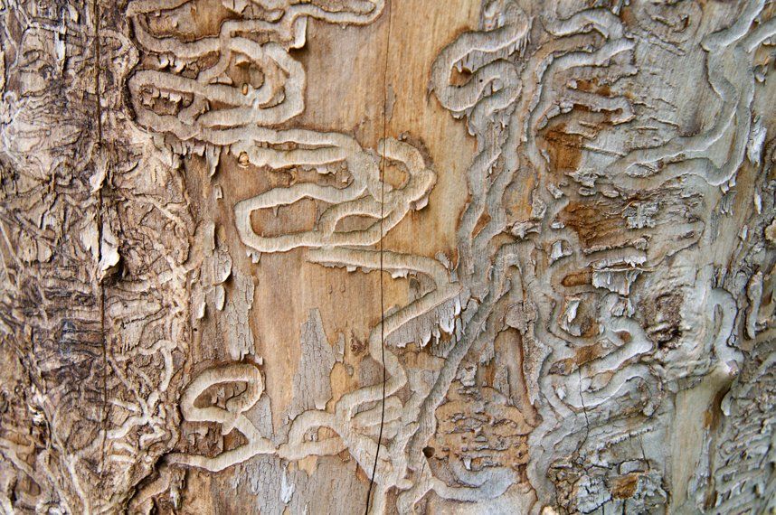 Dead Tree Trunk — Columbus, OH — A Woman’s Touch Tree Care
