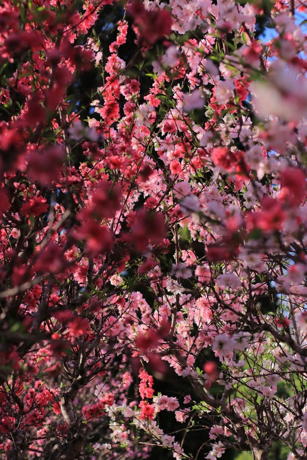 Pink Blossoms on Tree Branches Against a Blurred Garden Background — Brightside Buyers Agency in Dun