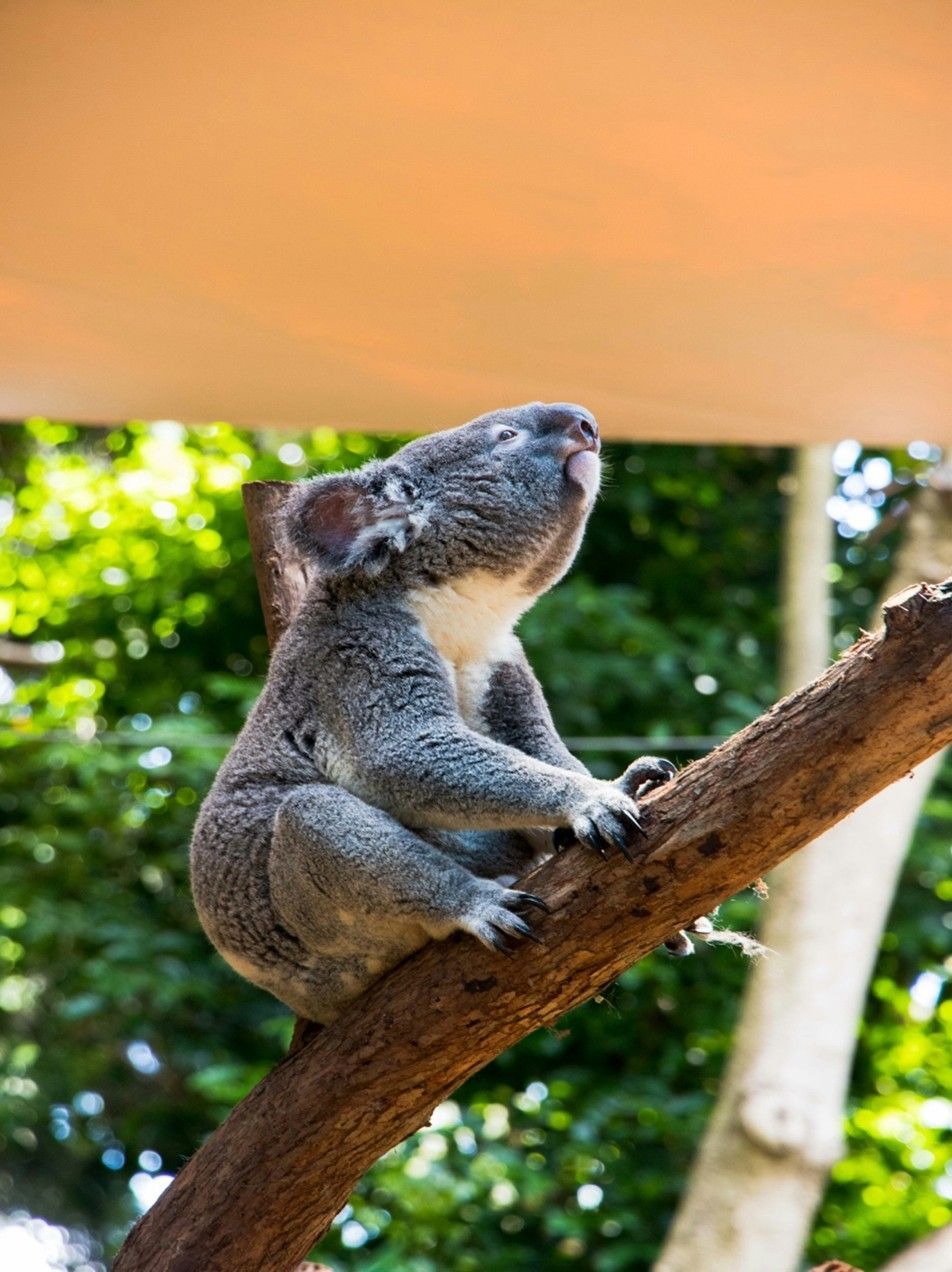 Koala Sitting on A Tree Branch Outdoors — Brightside Buyers Agency in Dundas, NSW