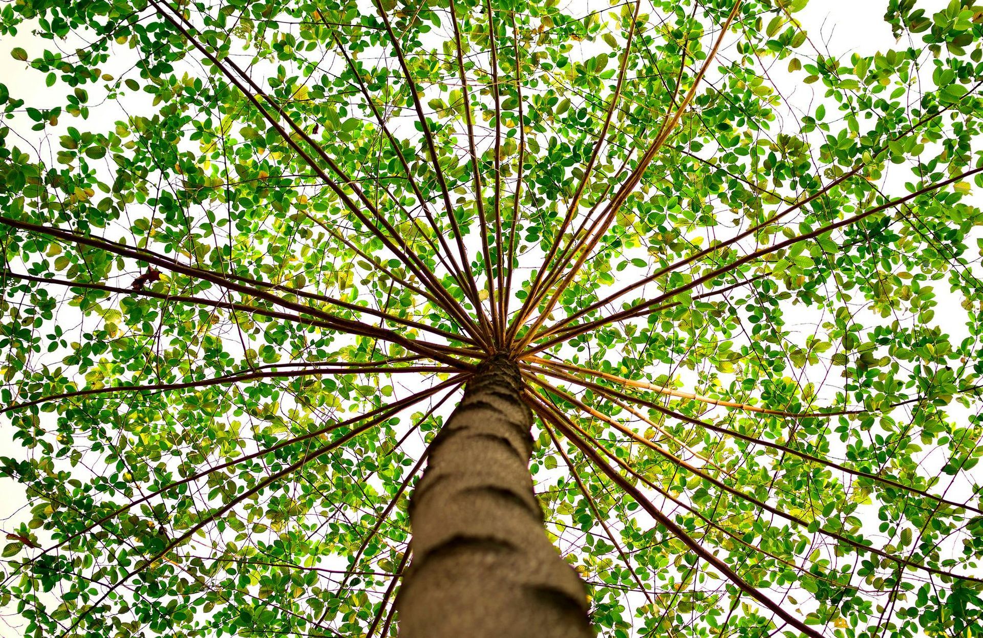 Looking up at a tree with lots of green leaves on a white background.
