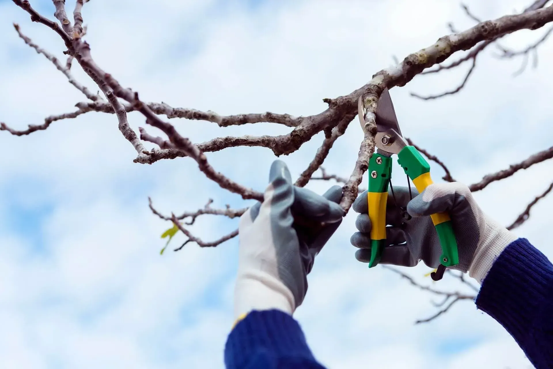 A person is cutting a tree branch with a pair of scissors.