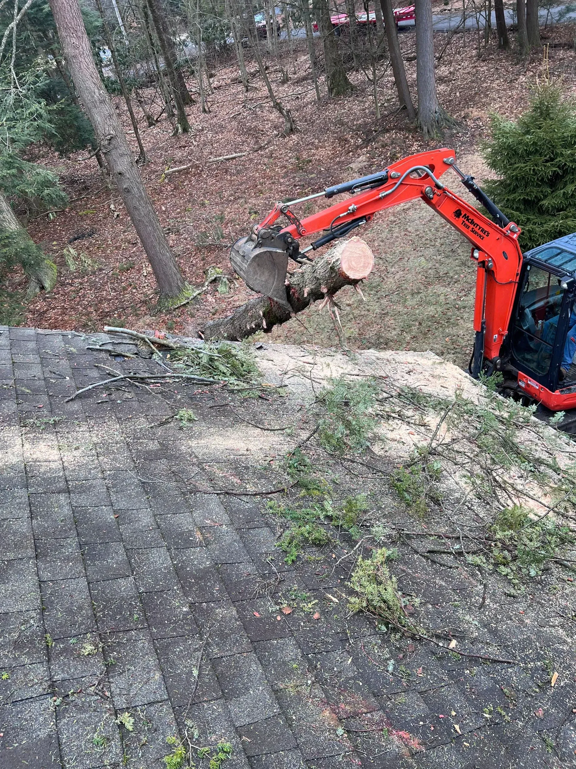 An excavator is cutting down a tree in the woods.