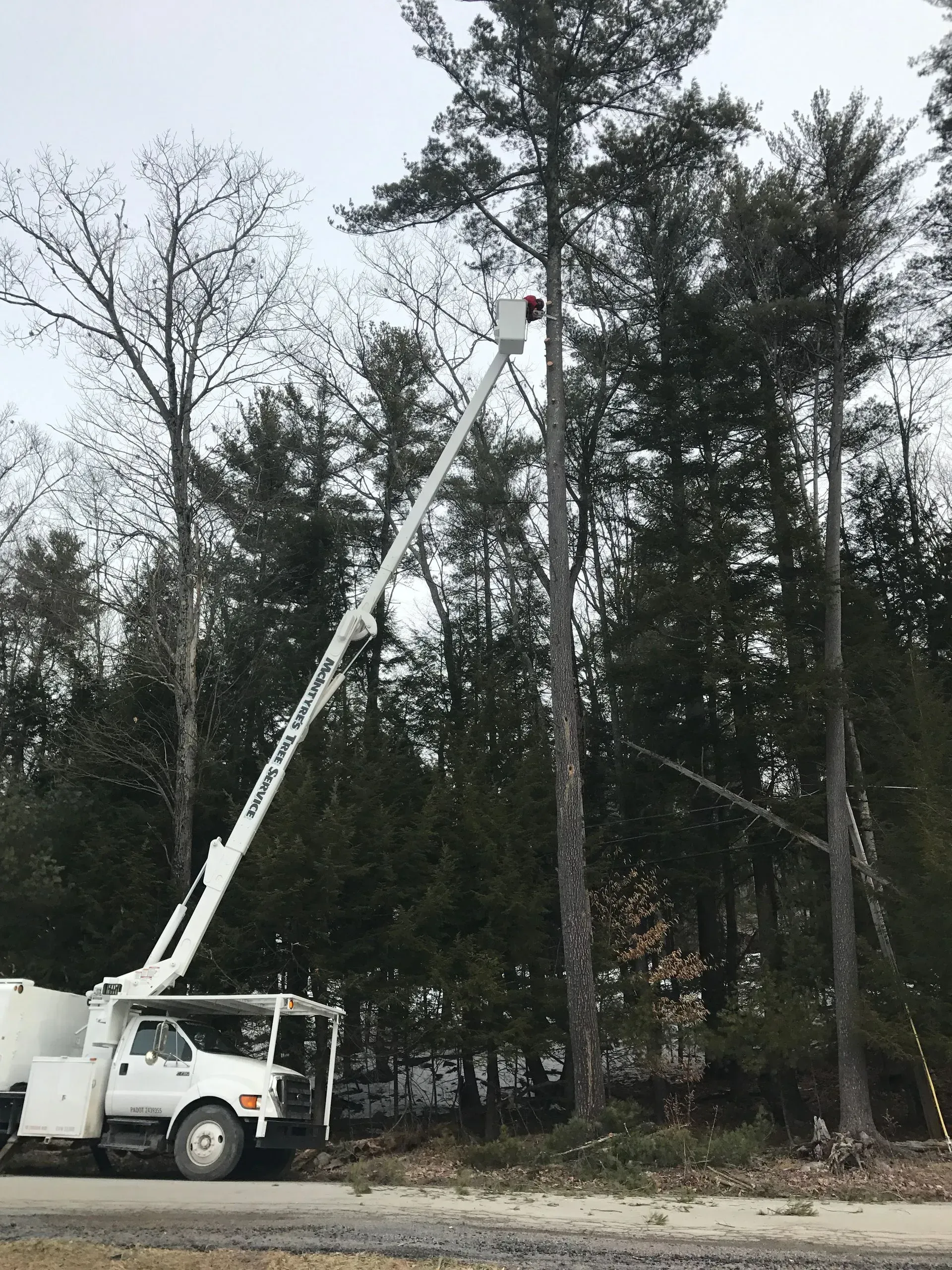 A white truck with a crane on top of it is cutting a tree.