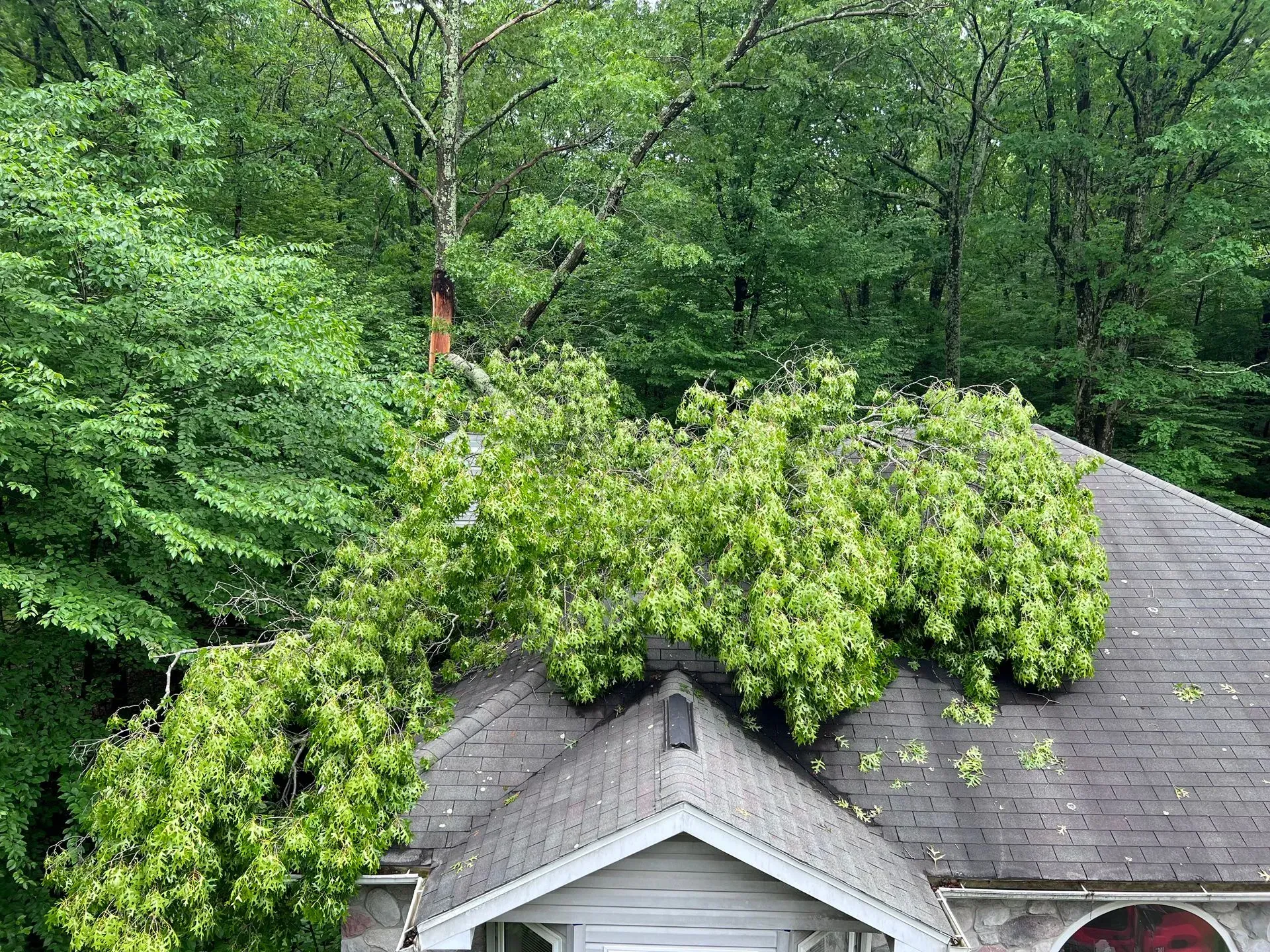 A tree has fallen on the roof of a house.
