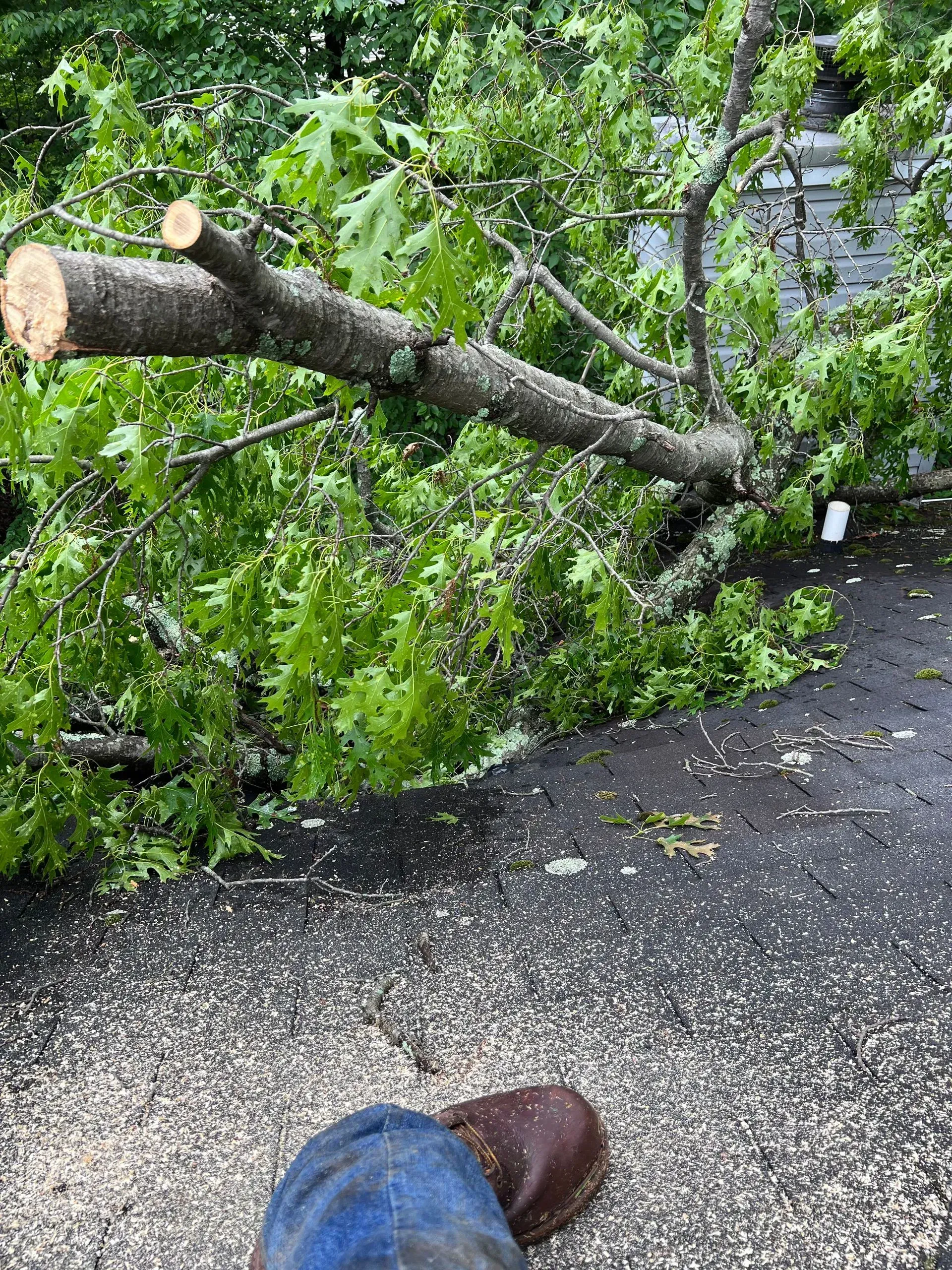 A person is standing next to a tree that has fallen on the ground.