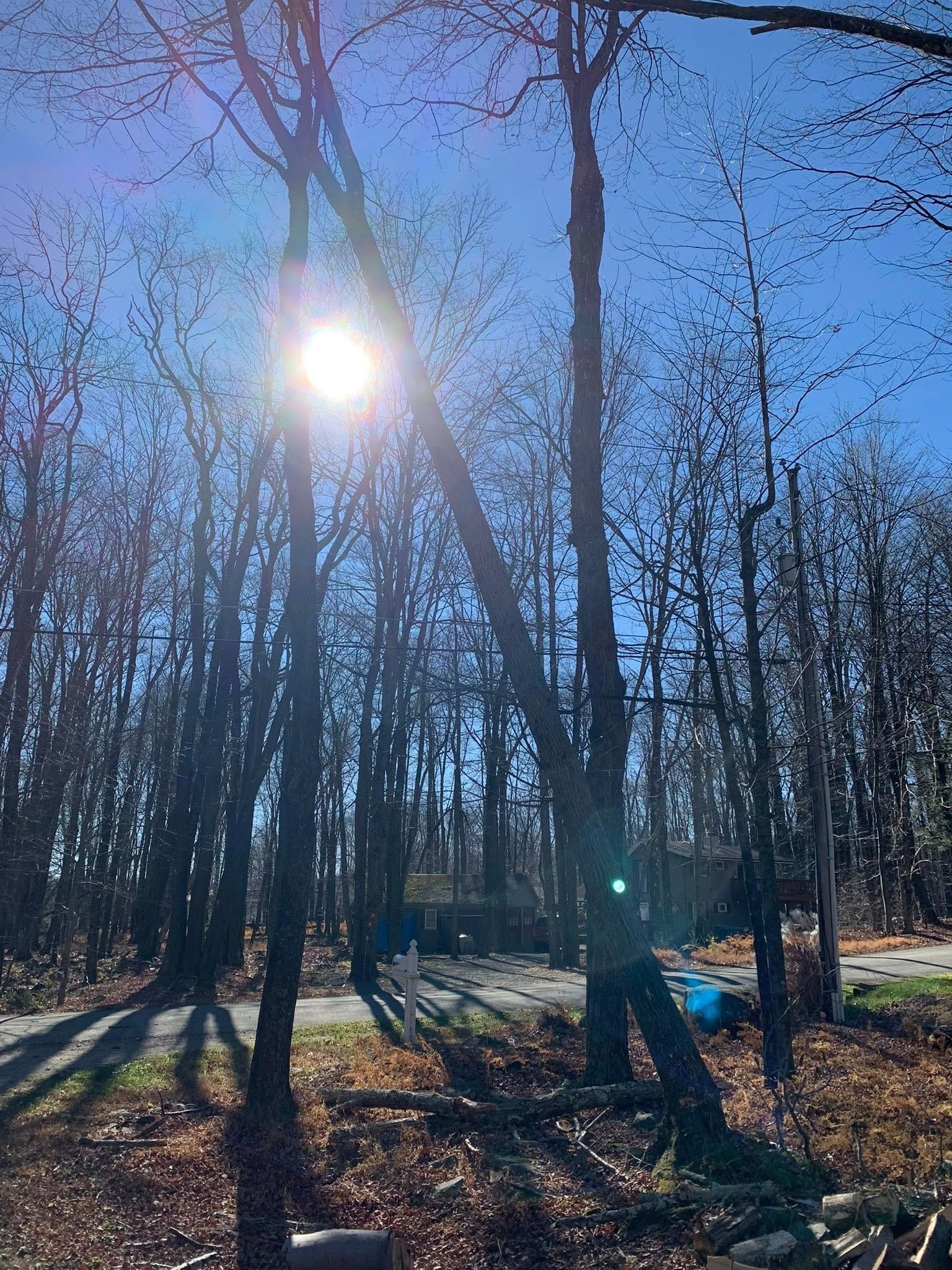 Sun shining brightly through tall trees in a forest.