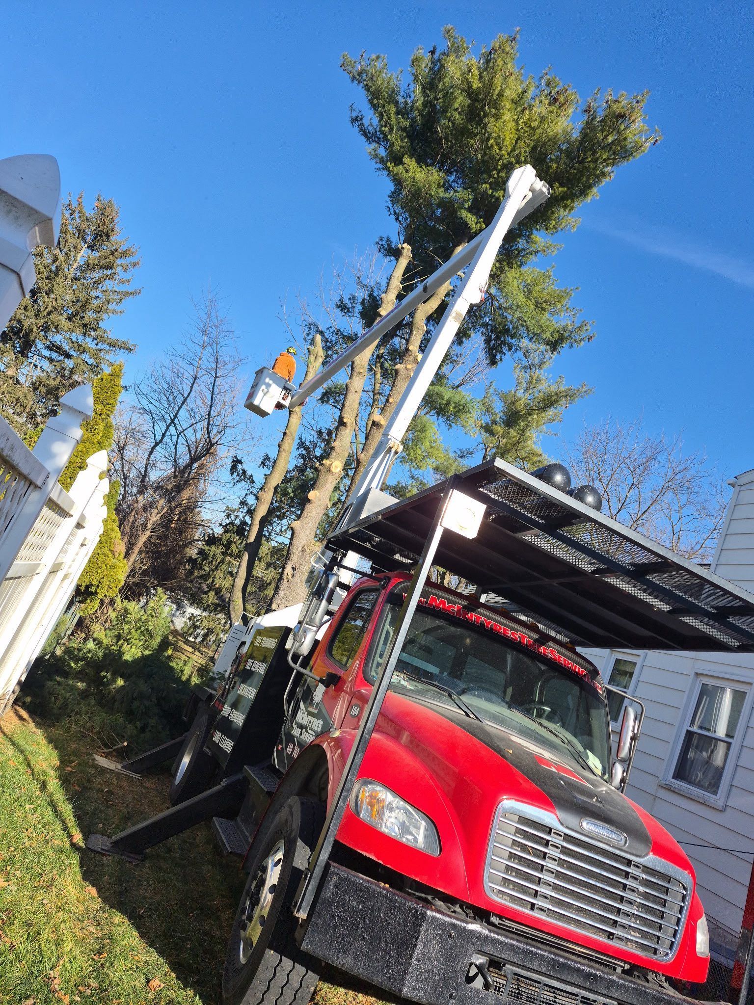 Red tree service truck with extended lift trimming a tall tree next to a white fence on a sunny day.