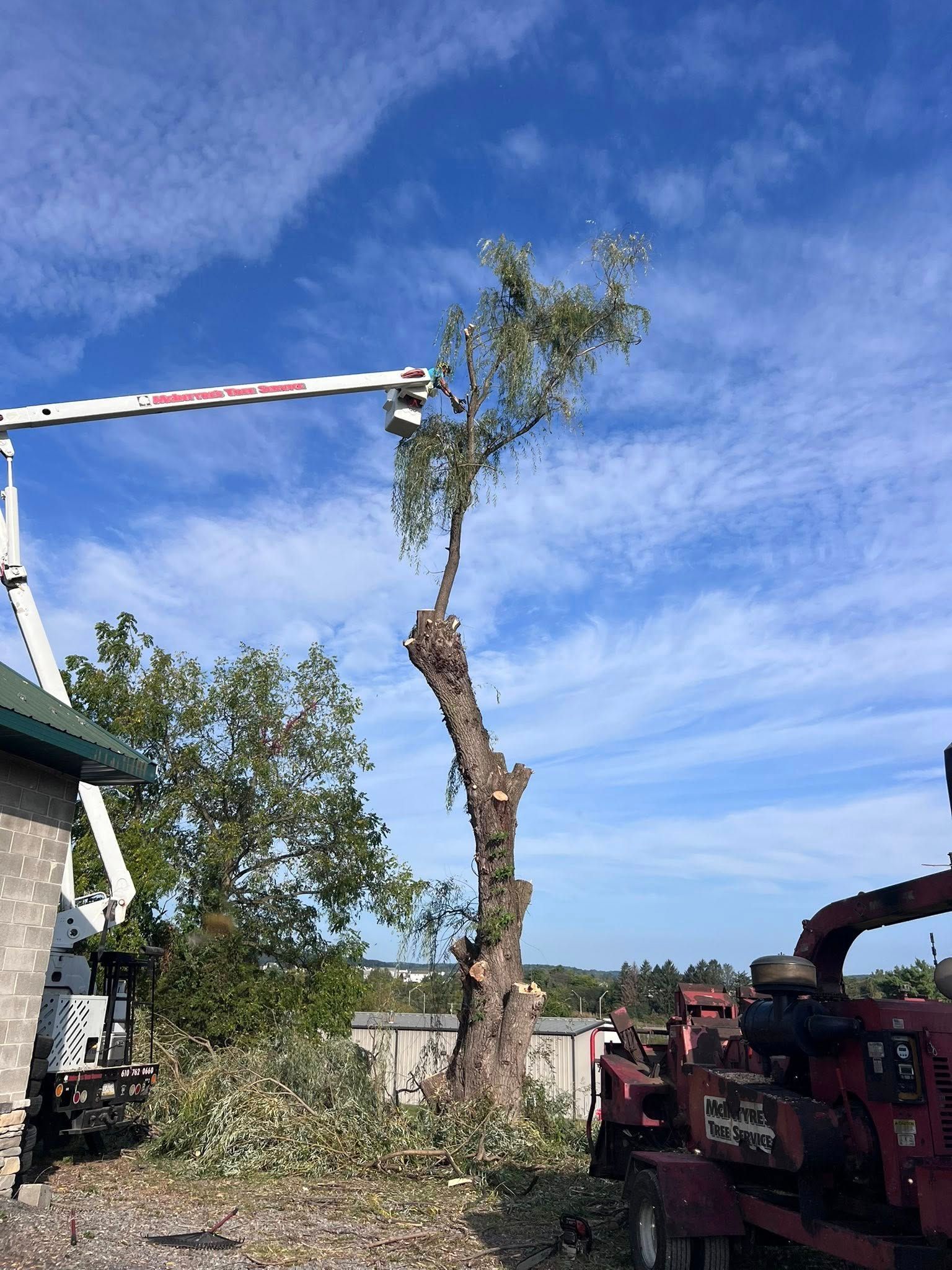 A bucket truck lifts a worker high to prune a tall, partially trimmed tree on a sunny day with a woodchipper nearby.