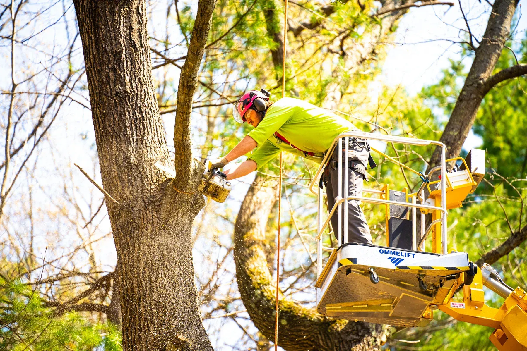A man is cutting a tree with a chainsaw.
