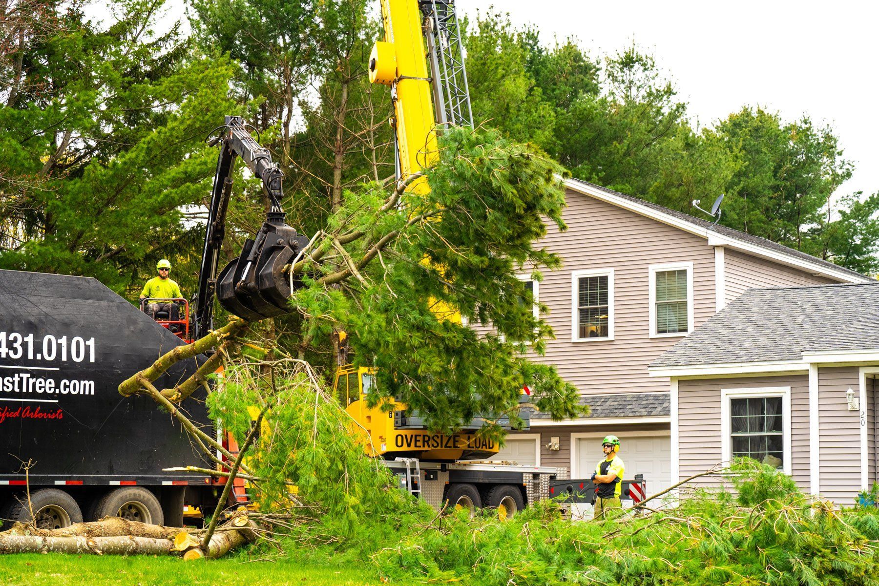 A man is cutting a tree with a chainsaw.