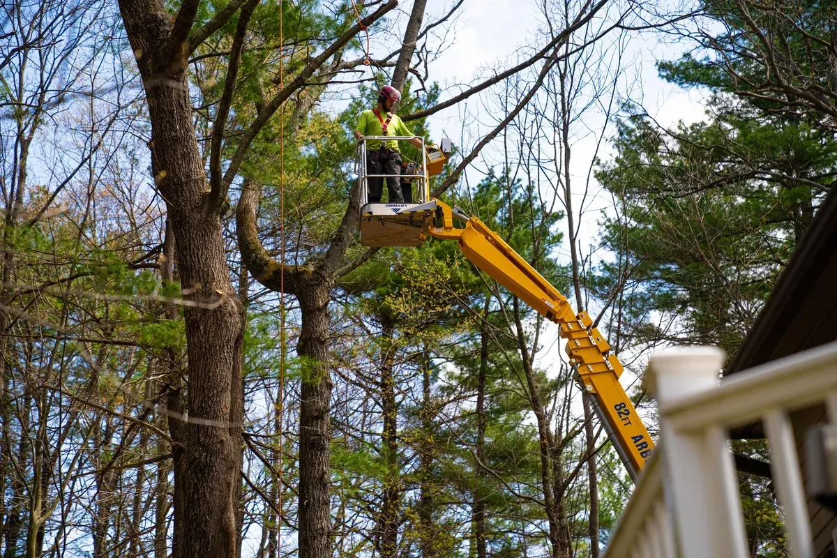 Worker in a yellow cherry picker trimming tree branches beside a house in a wooded yard