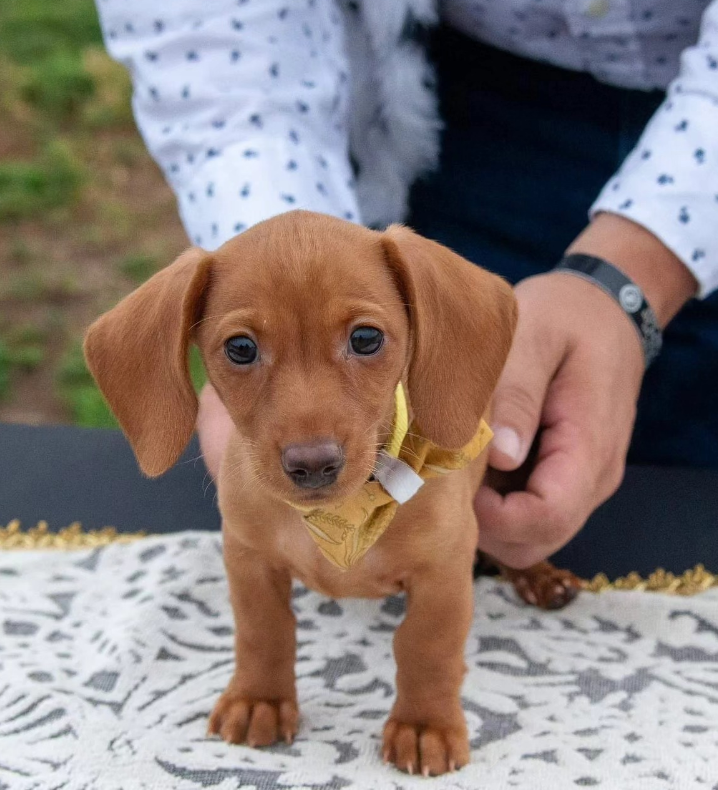 A small, brown dachshund puppy wearing a yellow bow tie, held by a person in a patterned shirt.