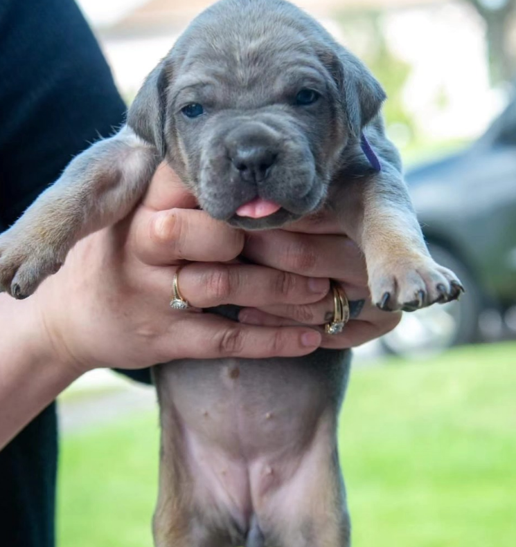 A person holding a small, gray puppy with a blue collar and its tongue sticking out outdoors.
