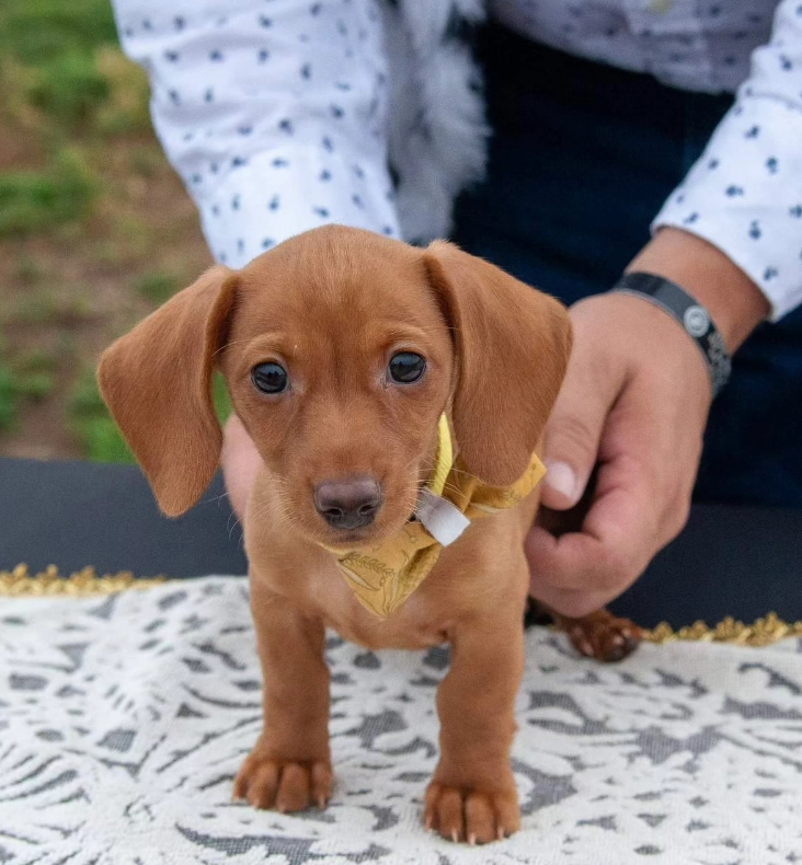 A small brown dachshund puppy wearing a mustard yellow bow tie stands on a patterned white surface.