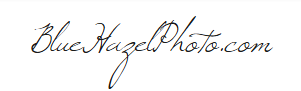 BlueHazelPhoto Logo