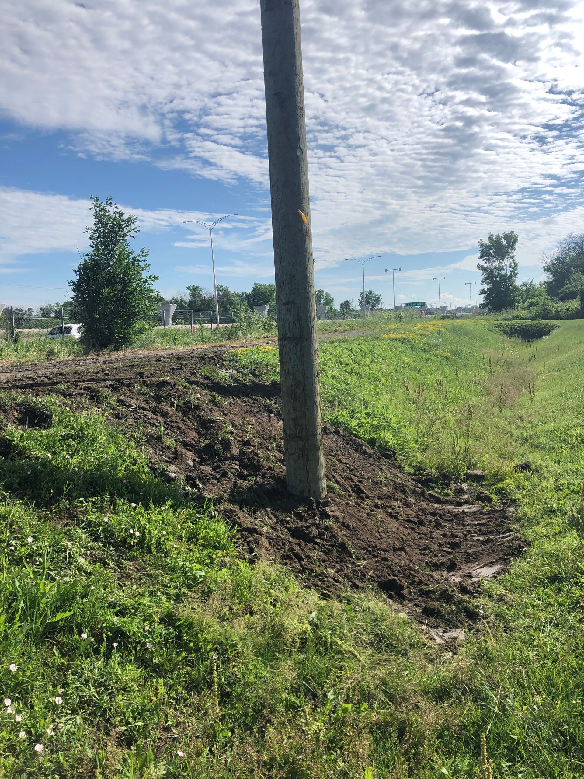 Un arbre pousse au milieu d’un champ herbeux.
