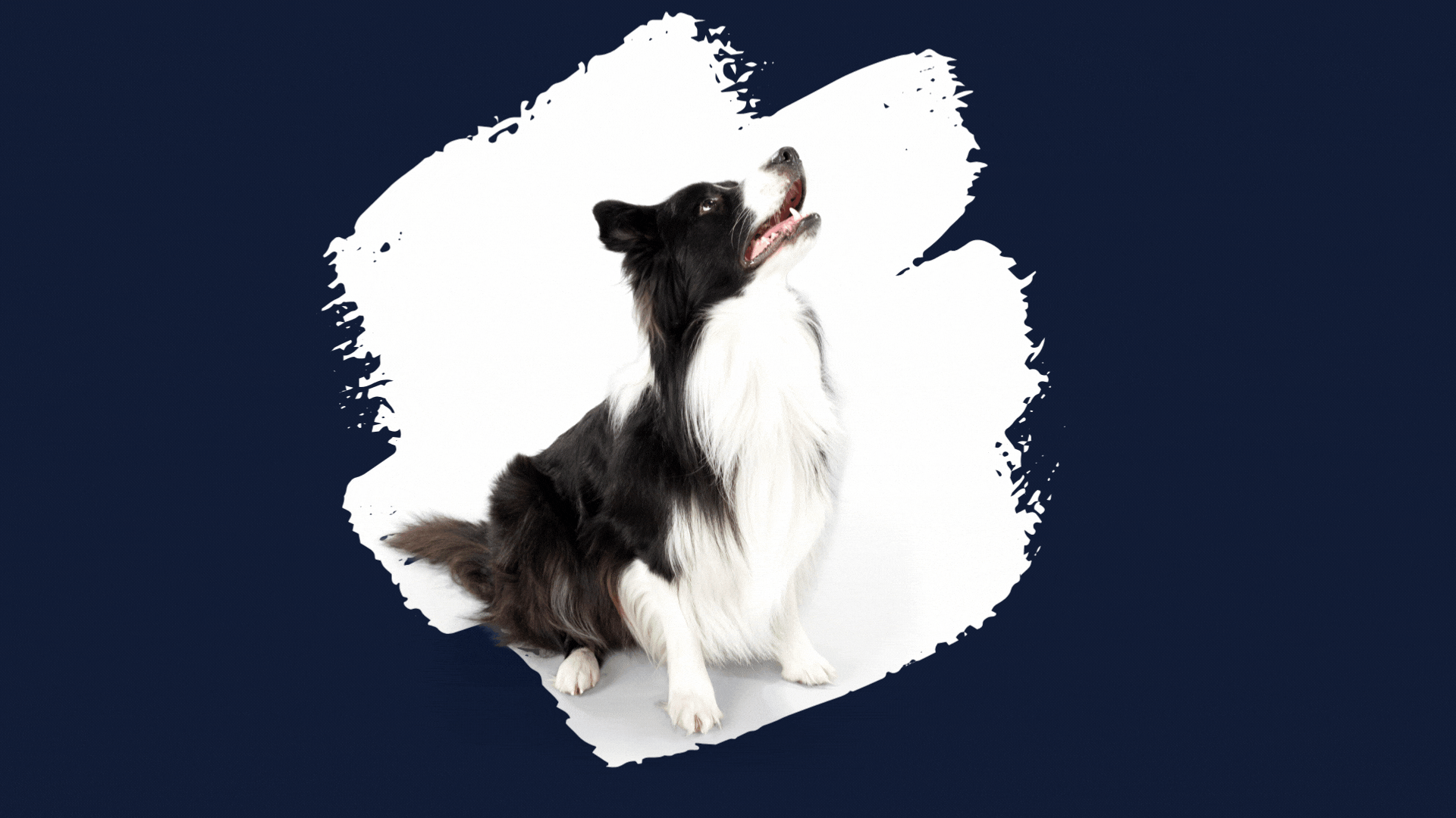 Hund mit Kontaktaufforderung